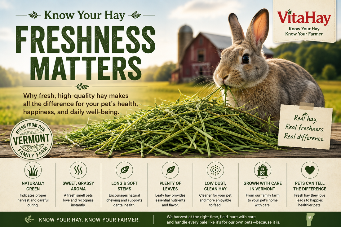 Know Your Hay: Why Freshness Matters