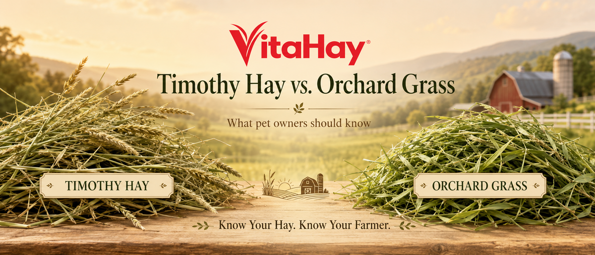 Timothy Hay vs. Orchard Grass